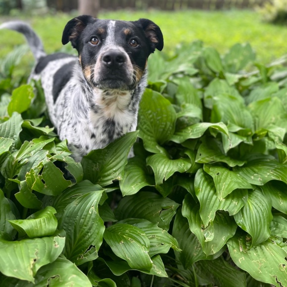 Meet your Posher, Amber - Picture 2 of 3